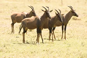 Group of male Topi (Damaliscus lunatus) standing in short grass, Serengeti National Park Group of male Topi (Damaliscus lunatus) standing in short grass, Serengeti National Park
