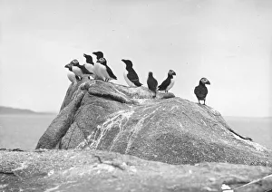 <b class=qtipBold><figcaption>Group Of Puffins</figcaption></b><br>circa 1910: A group of puffins in their natural habitat. (Photo by C. J. King/Hulton Archive/Getty Images) Group Of Puffins