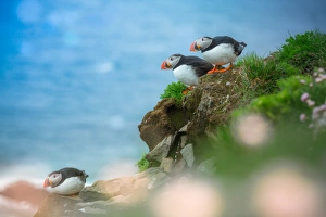 <b class=qtipBold><figcaption>Group of Puffins on a cliff</figcaption></b><br><em>© coolbiere</em> Group of Puffins on a cliff