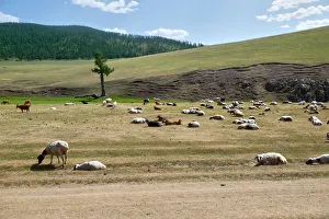 Group of sheep at Orkhon Valley in centreal Mongolia Group of sheep at Orkhon Valley in centreal Mongolia