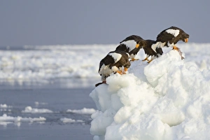 Group of Stellers Sea Eagles -Haliaeetus pelagicus- feeding on fish, perched on an ice floe, Rausu, Menashi, Hokkaido, Japan Group of Stellers Sea Eagles -Haliaeetus pelagicus- feeding on fish, perched on an ice floe, Rausu, Menashi, Hokkaido, Japan