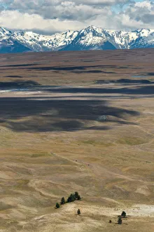 group of trees at Lake Alexandrina , New Zealand group of trees at Lake Alexandrina , New Zealand