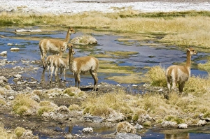 Group of Vicugnas (Vicugna vicugna), Los Flamencos Nacional Reserve, Atacama Desert Group of Vicugnas (Vicugna vicugna), Los Flamencos Nacional Reserve, Atacama Desert