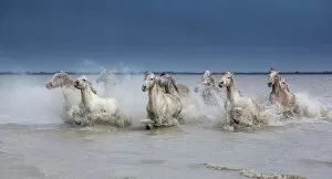 Images Dated 28th March 2013: Group of white Camargue horses running powerfully through water, Camargue region, France