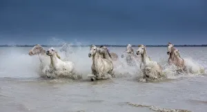 Group of white Camargue horses running powerfully through water, Camargue region, France Group of white Camargue horses running powerfully through water, Camargue region, France