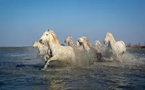 Images Dated 26th March 2013: Group of white Camargue horses running through water, Camargue region, France
