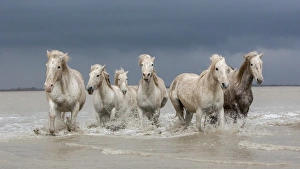 Group of white Camargue horses walking through water, Camargue region, France Group of white Camargue horses walking through water, Camargue region, France