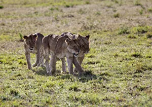 Group of young Lions -Panthera leo-, Masai Mara National Reserve, Kenya, East Africa Group of young Lions -Panthera leo-, Masai Mara National Reserve, Kenya, East Africa