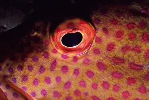 <b class=qtipBold><figcaption>Grouper (Serranidae), detail of eye</figcaption></b><br>Red Sea. Grouper (Serranidae), detail of eye
