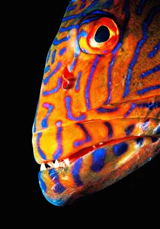 <b class=qtipBold><figcaption>Grouper (Serranidae), head-shot</figcaption></b><br>Exact species is unknown. Groupers are considered to be important food fishes. Most species can change their colouration, for example, when feeding or frightened; and may can change sex. Found in temperate and tropical waters. Grouper (Serranidae), head-shot