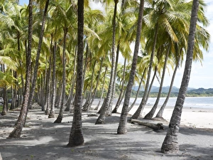 Grove of palm trees on the beach, Playa Carryllo, Nicoya Peninsula, Costa Rica, Central America Grove of palm trees on the beach, Playa Carryllo, Nicoya Peninsula, Costa Rica, Central America
