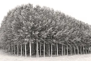 <b class=qtipBold><figcaption>A grove of poplar trees</figcaption></b><br>Beauty, form and structure in Nature<br><em>© Andrew Bret Wallis</em> A grove of poplar trees