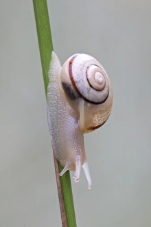 Grove snail, brown-lipped snail (Cepaea nemoralis) Grove snail, brown-lipped snail (Cepaea nemoralis)