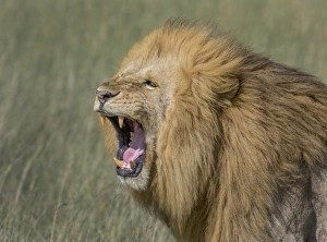 <b class=qtipBold><figcaption>growling with mouth open</figcaption></b><br>growling with mouth open, Russell Burden, 700427864<br><em>© Russell Burden</em> growling with mouth open