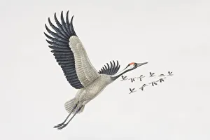 Grus grus, Common Cranes in flight, one in the foreground and a flock flying in a V-shaped formation in the background Grus grus, Common Cranes in flight, one in the foreground and a flock flying in a V-shaped formation in the background