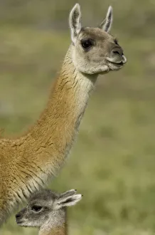 Guanaco calf and its mother on grassy slope Guanaco calf and its mother on grassy slope