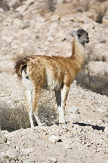 Guanaco (Lama guanicoe), Lauca National Park, Arica and Parinacota Region, Chile Guanaco (Lama guanicoe), Lauca National Park, Arica and Parinacota Region, Chile