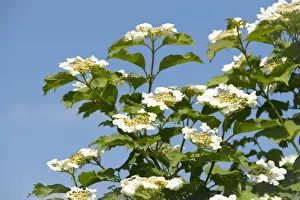 Guelder Rose, Snowball Tree or Viburnum -Viburnum opulus-, flowering, Thuringia, Germany Guelder Rose, Snowball Tree or Viburnum -Viburnum opulus-, flowering, Thuringia, Germany