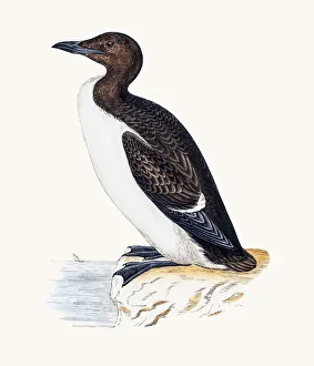 <b class=qtipBold><figcaption>Guillemot bird</figcaption></b><br>A photograph of an original hand-colored engraving from The History of British Birds by Morris published in 1853-1891.<br><em>© mashuk</em> Guillemot bird