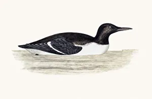 <b class=qtipBold><figcaption>Guillemot bird</figcaption></b><br>A photograph of an original hand-colored engraving from The History of British Birds by Morris published in 1853-1891.<br><em>© mashuk</em> Guillemot bird