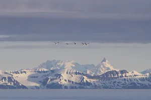 Guillemots or Murres -Uria- flying in front of the mountains of the east coast of Guillemots or Murres -Uria- flying in front of the mountains of the east coast of