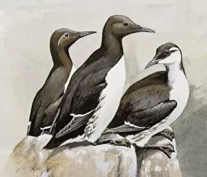 Three Guillemots (Uria aalge), perching on a rock, side view