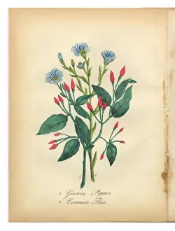 Guinea Pepper and Flax Victorian Botanical Illustration Guinea Pepper and Flax Victorian Botanical Illustration