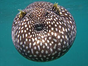 Images Dated 12th March 2011: Guineaufowl Pufferfish