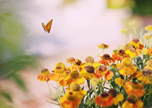 <b class=qtipBold><figcaption>Gulf Fritillary Butterfly</figcaption></b><br>A butterfly in flight with gorgeous orange summer flowers in the foreground<br><em>© 2009 Susan Gary</em> Gulf Fritillary Butterfly
