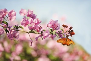 Gulf Fritillary Butterfly & Bougainvillea Gulf Fritillary Butterfly & Bougainvillea