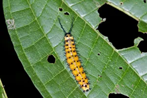 Gulf Fritillary or Passion Butterfly -Agraulis vanillae-, caterpillar Gulf Fritillary or Passion Butterfly -Agraulis vanillae-, caterpillar