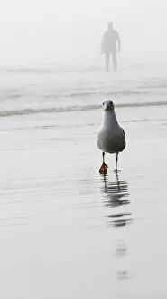 Images Dated 16th August 2010: Gull and surfer