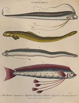 Gymnetrus Gymnetrus