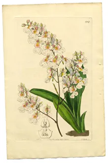 Gynandria Monandria Victorian Botanical Illustration, Oncidium, Oncidium Pulchellum, 1835 Gynandria Monandria Victorian Botanical Illustration, Oncidium, Oncidium Pulchellum, 1835