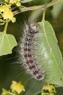 Gypsy Moth -Lymantria dispar-, adult caterpillar, Lake Kerkini region, Greece, Europe Gypsy Moth -Lymantria dispar-, adult caterpillar, Lake Kerkini region, Greece, Europe