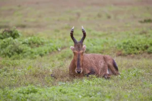 Haartebeest -Alcelaphus buselaphus- at Addo Elephant Park, South Africa Haartebeest -Alcelaphus buselaphus- at Addo Elephant Park, South Africa