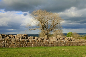 Part of Hadrians wall in England, near Black carts turret Part of Hadrians wall in England, near Black carts turret