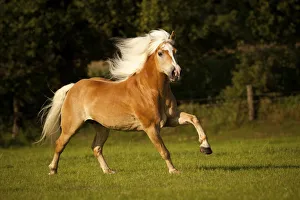 Haflinger, gelding with a long mane, galloping on a meadow Haflinger, gelding with a long mane, galloping on a meadow