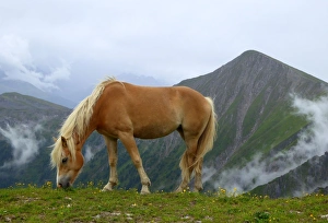 Haflinger horse grazing at high altitude, Austria Haflinger horse grazing at high altitude, Austria