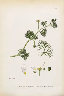 Hair-leaved Crowfoot, Ranunculus trichophyllus, Victorian Botanical Illustration, 1863 Hair-leaved Crowfoot, Ranunculus trichophyllus, Victorian Botanical Illustration, 1863