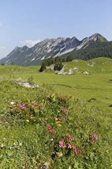 Hairy Alpenrose -Rhododendron hirsutum-, Laguz Alps with Breithorn Mountain, Grosses Walsertal Biosphere Park Hairy Alpenrose -Rhododendron hirsutum-, Laguz Alps with Breithorn Mountain, Grosses Walsertal Biosphere Park