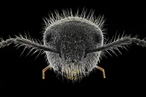 <b class=qtipBold><figcaption>Hairy Ant</figcaption></b><br>Insects On Earth, 495317645<br><em>© Donald Jusa</em> Hairy Ant
