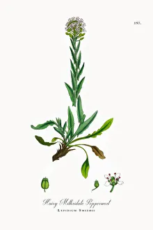 Hairy Mithridate Pepperwort, Lepidium Smithii, Victorian Botanical Illustration, 1863 Hairy Mithridate Pepperwort, Lepidium Smithii, Victorian Botanical Illustration, 1863