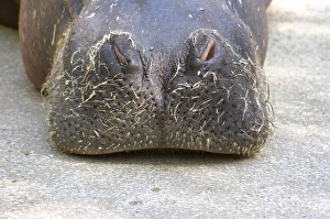 Hairy snout of a hippopotamus (Hippopotamus amphibius) in the zoo of Valencia, Spain Hairy snout of a hippopotamus (Hippopotamus amphibius) in the zoo of Valencia, Spain