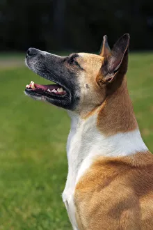 Half-breed, Podenco and Bernese Mountain Dog Mix -Canis lupus familiaris- domestic dog Half-breed, Podenco and Bernese Mountain Dog Mix -Canis lupus familiaris- domestic dog