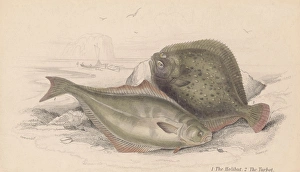 The Halibut And The Turbot The Halibut And The Turbot