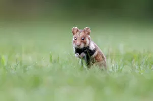 Hamster -Cricetus cricetus-, alert young in a meadow, Austria