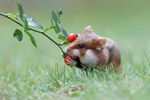 Hamster -Cricetus cricetus- taking a rosehip for its hoard, Austria
