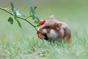 Hamster -Cricetus cricetus- taking a rosehip for its hoard, Austria Hamster -Cricetus cricetus- taking a rosehip for its hoard, Austria
