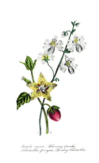 hand painted illustration of ground cherry, Leucophysalis viscosa, and butterfly flower hand painted illustration of ground cherry, Leucophysalis viscosa, and butterfly flower